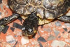 IMG_1063-scaled